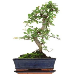Chinesische Ulme, Bonsai, 11 Jahre, 40cm