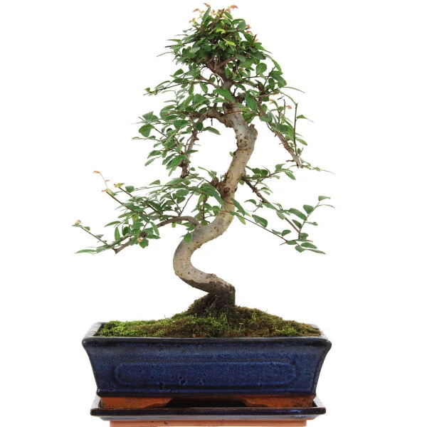 Chinesische Ulme, Bonsai, 11 Jahre, 40cm