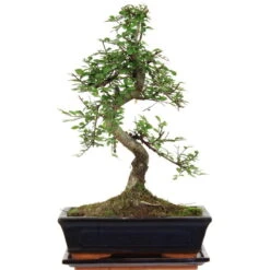 Chinesische Ulme, Bonsai, 11 Jahre, 42cm