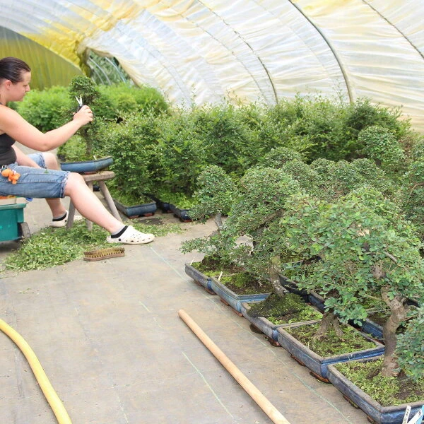 Chinesische Ulme, Bonsai, 12 Jahre, 46cm – Bild 2