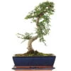 Chinesische Ulme, Bonsai, 12 Jahre, 44cm