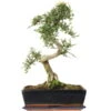 Chinesische Ulme, Bonsai, 12 Jahre, 45cm