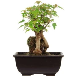 Dreispitzahorn, Bonsai, 9 Jahre, 23cm