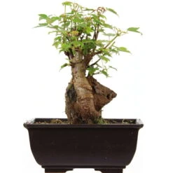 Dreispitzahorn, Bonsai, 9 Jahre, 23cm