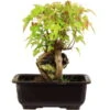 Dreispitzahorn, Bonsai, 11 Jahre, 25cm