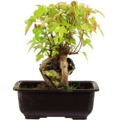 Dreispitzahorn, Bonsai, 11 Jahre, 25cm