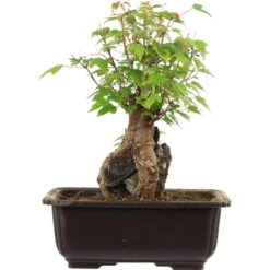 Dreispitzahorn, Bonsai, 11 Jahre, 26cm