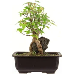 Dreispitzahorn, Bonsai, 11 Jahre, 27cm