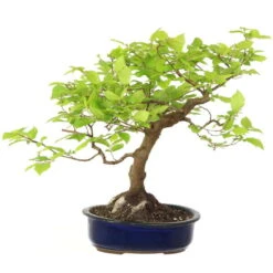 Europäische Hainbuche, Bonsai, 18 Jahre, 48cm