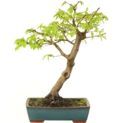 Europäische Hainbuche, Bonsai, 18 Jahre, 58cm
