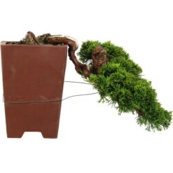 Chinesischer Wacholder, Bonsai, 20 Jahre, 22cm