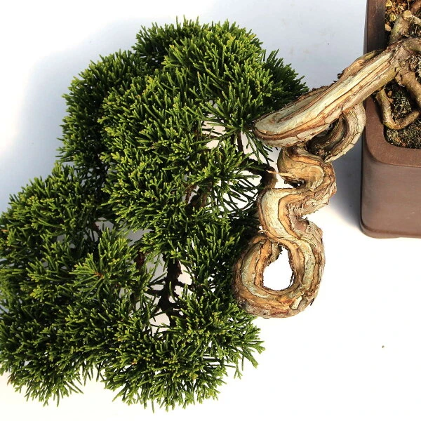 Chinesischer Wacholder, Bonsai, 20 Jahre, 19cm – Bild 2