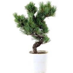 Japanische Mädchenkiefer, Bonsai, 9 Jahre, 38cm