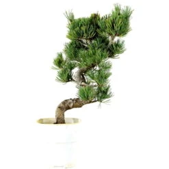 Japanische Mädchenkiefer, Bonsai, 9 Jahre, 37cm