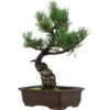Japanische Mädchenkiefer, Bonsai, 14 Jahre, 36cm