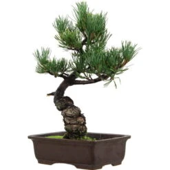 Japanische Mädchenkiefer, Bonsai, 14 Jahre, 36cm
