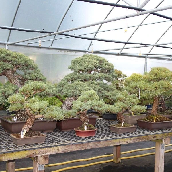 Japanische Mädchenkiefer, Bonsai, 14 Jahre, 43cm – Bild 3