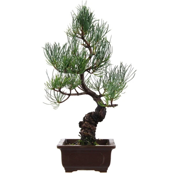 Japanische Mädchenkiefer, Bonsai, 14 Jahre, 40cm