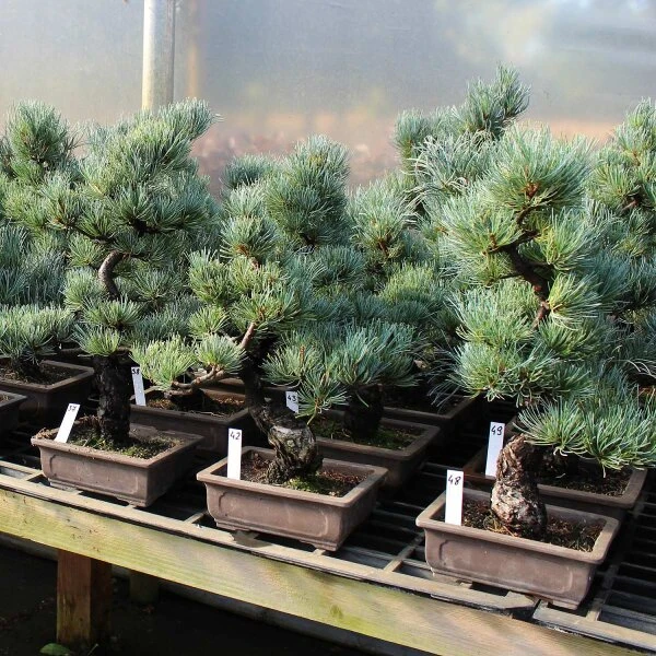 Japanische Mädchenkiefer, Bonsai, 14 Jahre, 40cm – Bild 2