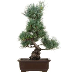 Japanische Mädchenkiefer, Bonsai, 16 Jahre, 46cm