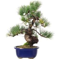 Japanische Mädchenkiefer, Bonsai, 18 Jahre, 42cm