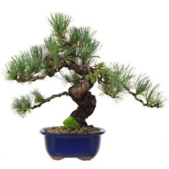 Japanische Mädchenkiefer, Bonsai, 18 Jahre, 42cm