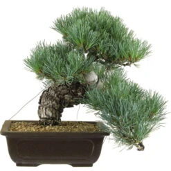 Japanische Mädchenkiefer, Bonsai, 20 Jahre, 33cm