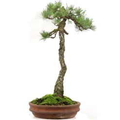 Japanische Mädchenkiefer, Bonsai, 45 Jahre, 64cm
