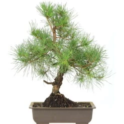 Waldkiefer, Bonsai, 18 Jahre, 54cm