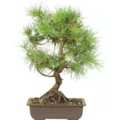 Waldkiefer, Bonsai, 18 Jahre, 46cm