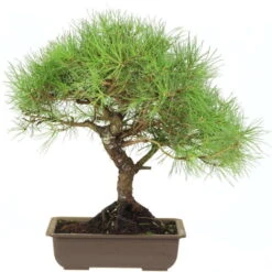 Waldkiefer, Bonsai, 18 Jahre, 45cm