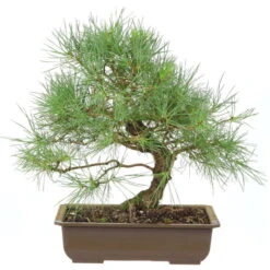 Waldkiefer, Bonsai, 18 Jahre, 43cm