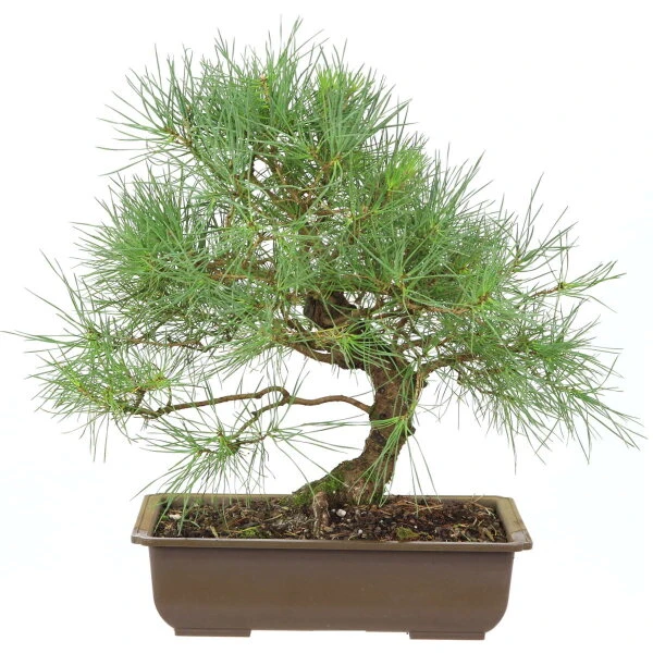 Waldkiefer, Bonsai, 18 Jahre, 43cm