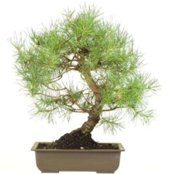 Waldkiefer, Bonsai, 18 Jahre, 51cm