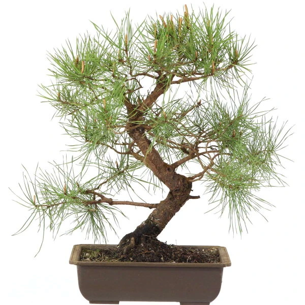 Waldkiefer, Bonsai, 18 Jahre, 42cm