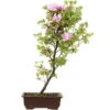 Satsuki Azalee, Bonsai, 14 Jahre, 61cm