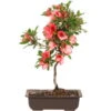Satsuki Azalee Nanso No Haru, Bonsai, 15 Jahre, 46cm