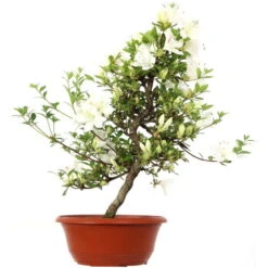 Satsuki Azalee, Bonsai, 15 Jahre, 48cm