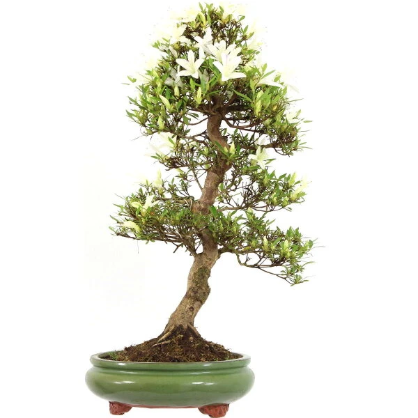 Satsuki Azalee Hakurei, Bonsai, 16 Jahre, 61cm
