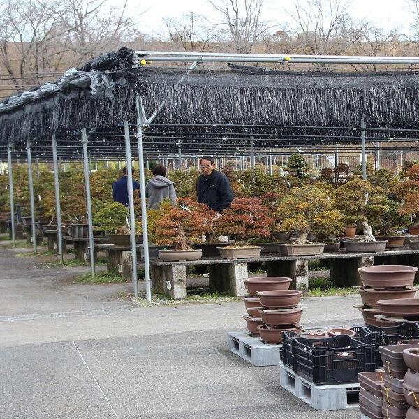 Satsuki Azalee Hakurei, Bonsai, 16 Jahre, 61cm – Bild 2