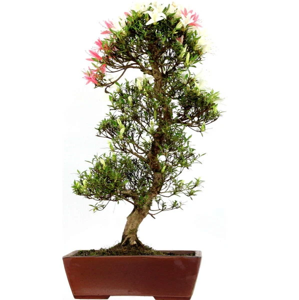 Satsuki Azalee Hakurei, Bonsai, 16 Jahre, 66cm
