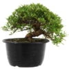 Satsuki Azalee Sachin, Bonsai, 18 Jahre, 26cm