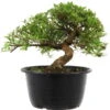 Satsuki Azalee Sachin, Bonsai, 18 Jahre, 29cm