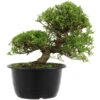 Satsuki Azalee Sachin, Bonsai, 18 Jahre, 32cm
