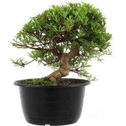 Satsuki Azalee Hi No Maru, Bonsai, 18 Jahre, 30cm