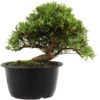 Satsuki Azalee Hi No Maru, Bonsai, 18 Jahre, 29cm