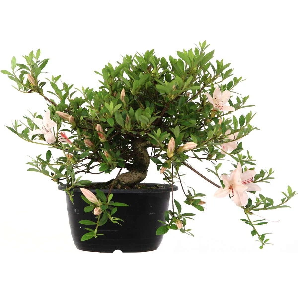 Satsuki Azalee Hi No Maru, Bonsai, 18 Jahre, 27cm – Bild 2