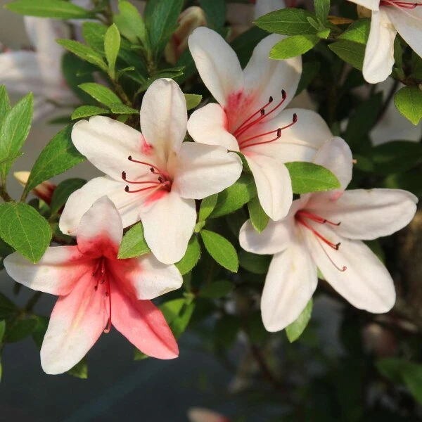 Satsuki Azalee Hi No Maru, Bonsai, 18 Jahre, 27cm – Bild 3