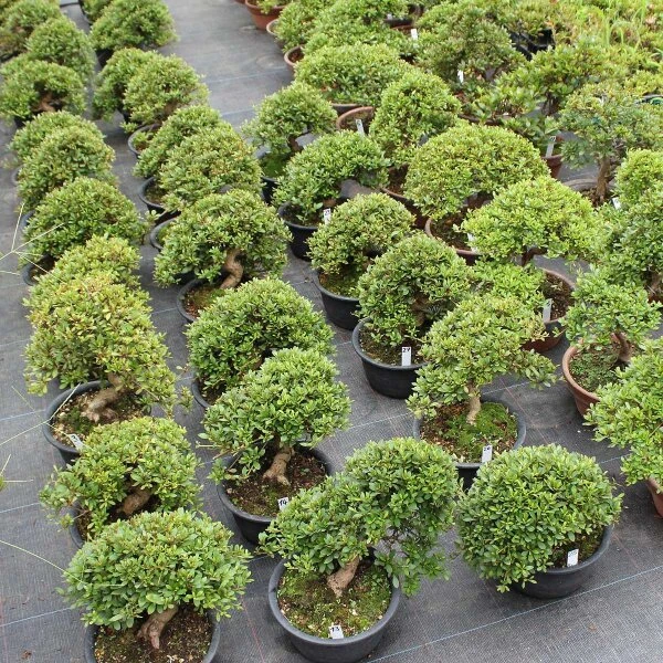 Satsuki Azalee Hi No Maru, Bonsai, 18 Jahre, 27cm – Bild 4