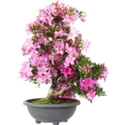 Satsuki Azalee Shisen, Bonsai, 20 Jahre, 71cm